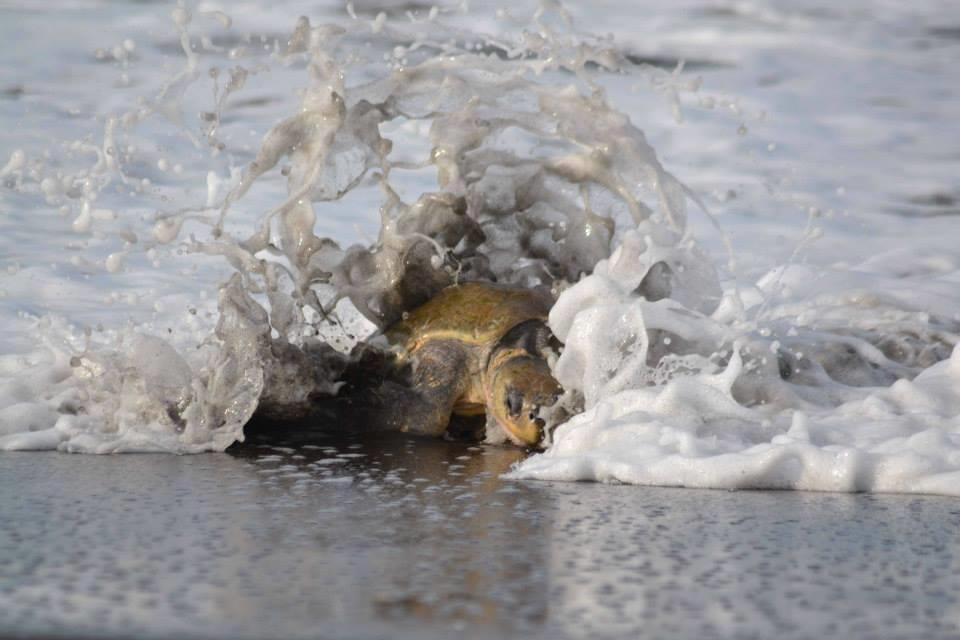Ostional Wildlife Refuge Cabinas Surf Arribadas מראה חיצוני תמונה