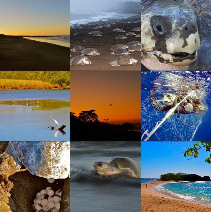 Ostional Wildlife Refuge Cabinas Surf Arribadas מראה חיצוני תמונה