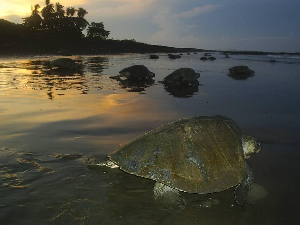 Ostional Wildlife Refuge Cabinas Surf Arribadas מראה חיצוני תמונה