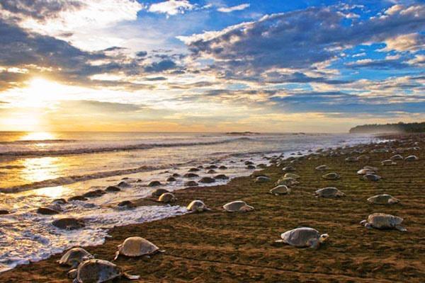 Ostional Wildlife Refuge Cabinas Surf Arribadas מראה חיצוני תמונה