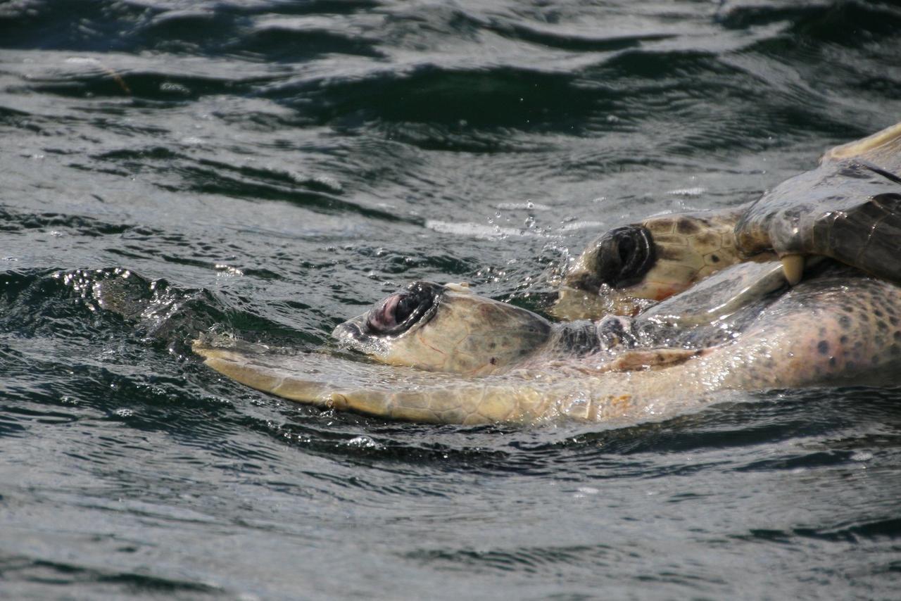 Ostional Wildlife Refuge Cabinas Surf Arribadas מראה חיצוני תמונה