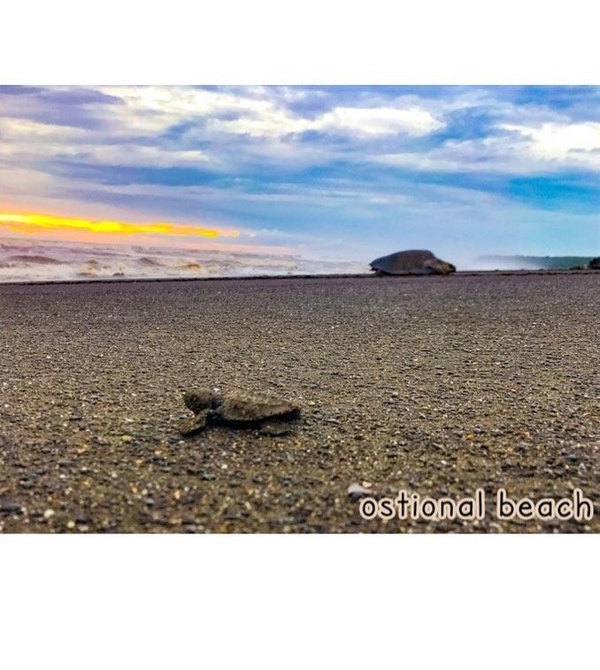 Ostional Wildlife Refuge Cabinas Surf Arribadas מראה חיצוני תמונה